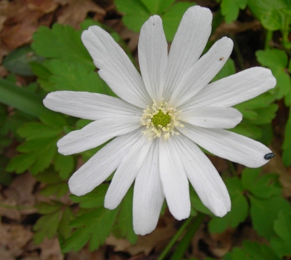 Flora dell''Oasi LIPU Casacalenda (CB) SIC IT7222250